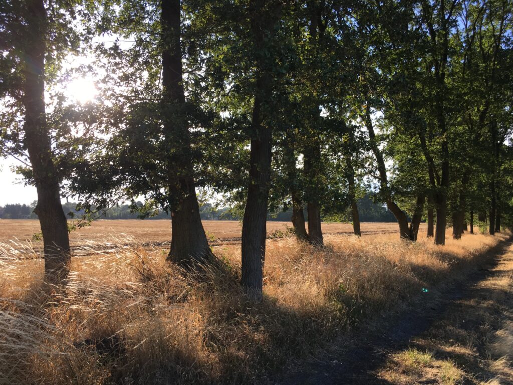 Sommerlicher Weg entlang der Weiden rund um Hof Birkenkamp in der Griesen Gegend