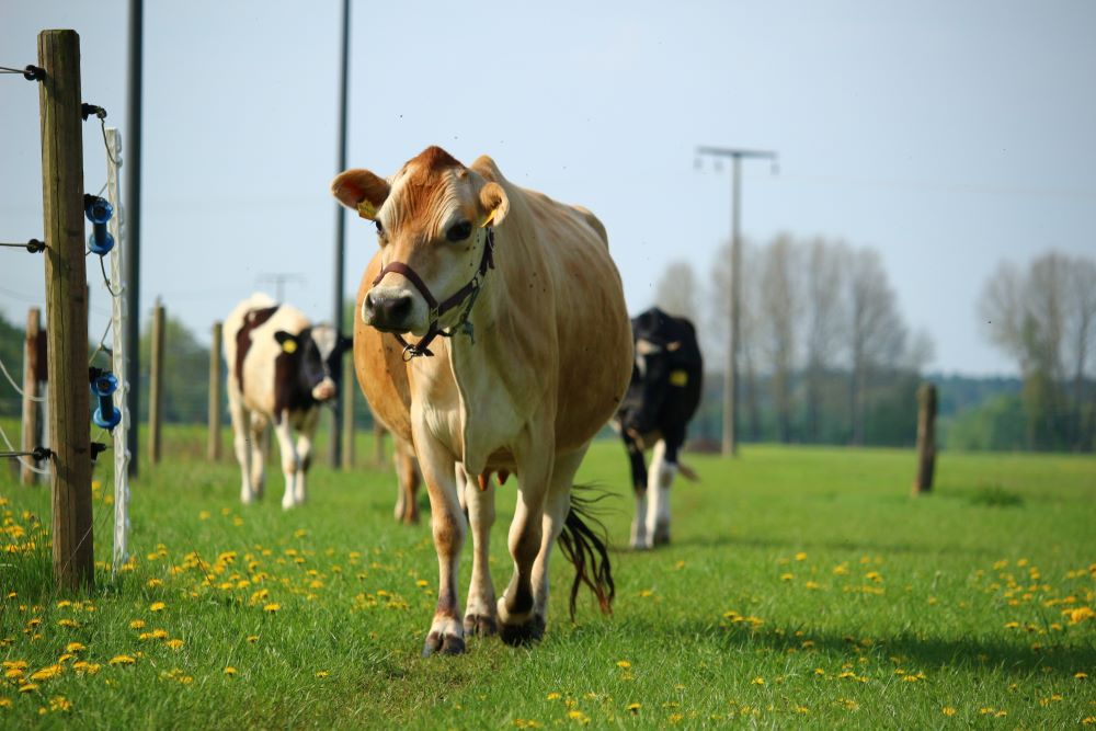 Mathilda und ihre Herde auf der Weide des Lebenshofs Birkenkamp