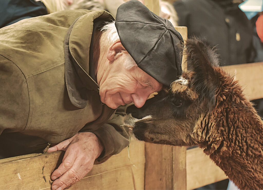 Begegnung zwischen Besucher und Alpaka Socke auf dem Lebenshof Birkenkamp – Foto: blackflame by Malou
